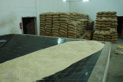 Raw Rice Feed to Mill